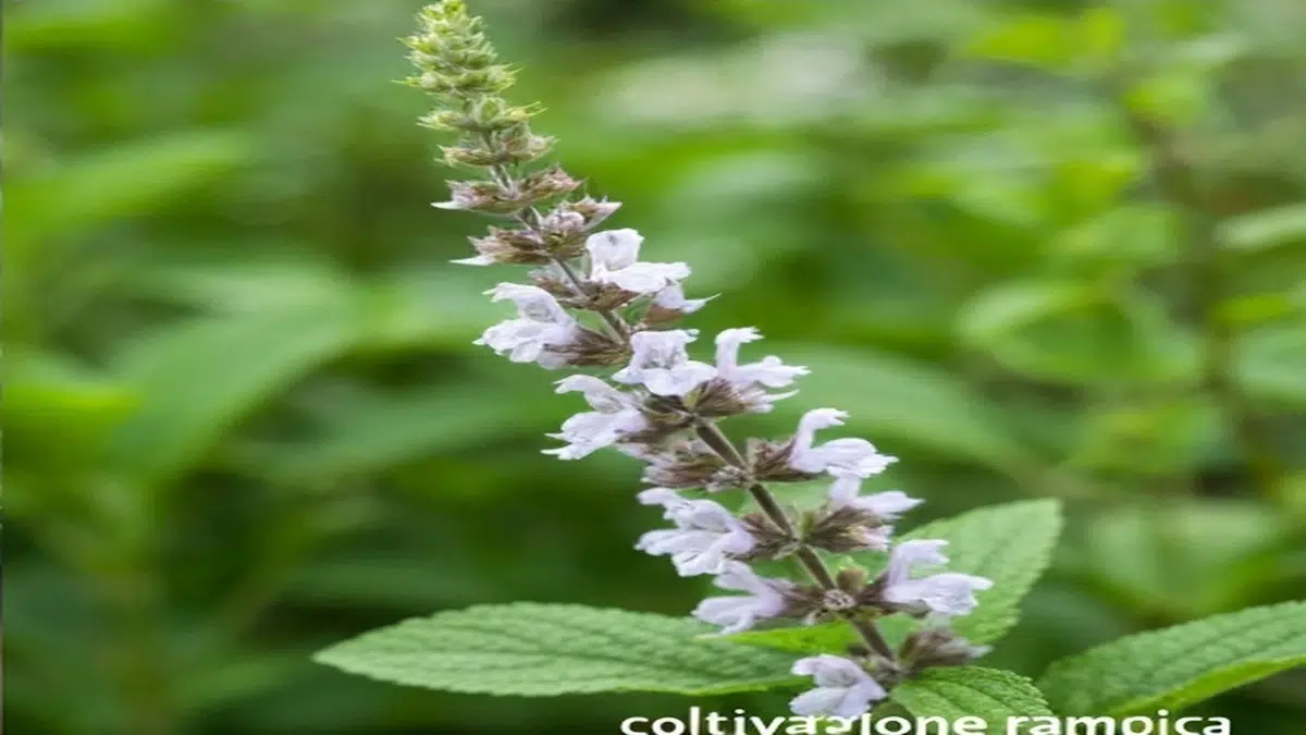 Pisello mangiatutto coltivazione rampicante - Guida Completa 2025