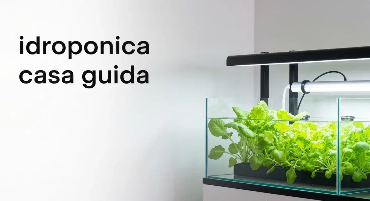 Idroponica in Casa: Guida Completa dell'Agronomo per Coltivare Senza Terra