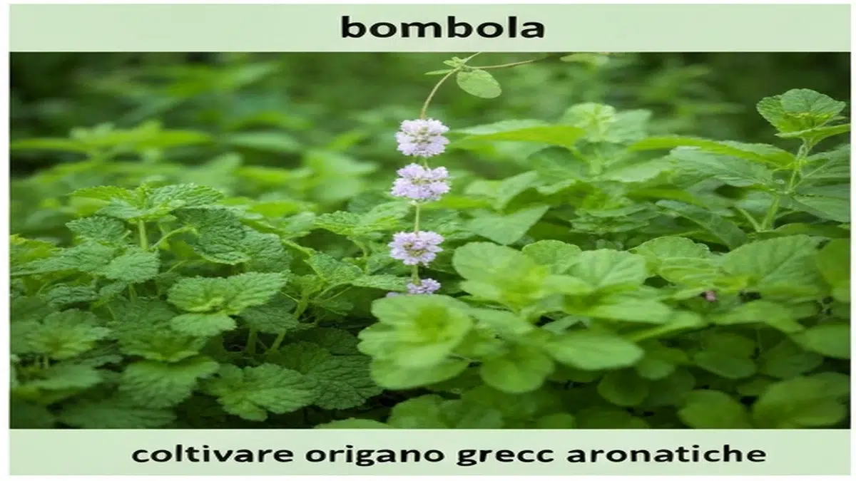 Coltivare origano greco aromatiche - Guida Completa 2025