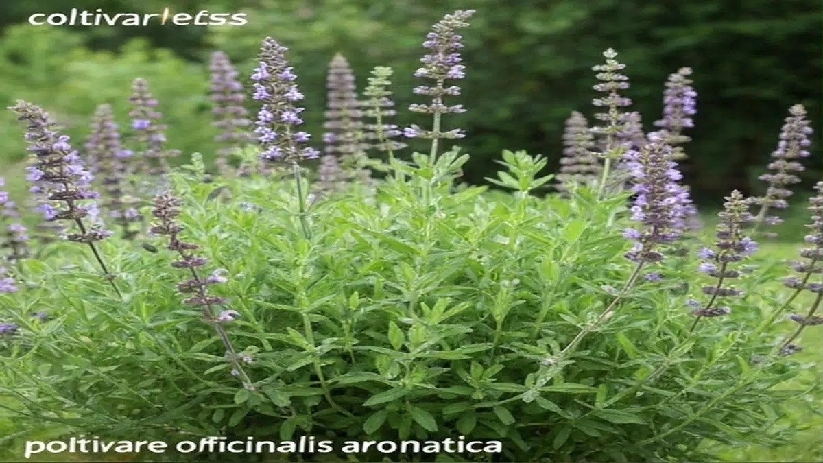 Coltivare salvia officinalis aromatica - Guida Completa 2025